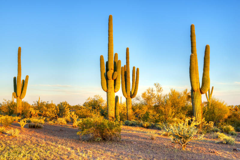 Arizona